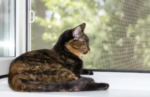myggnät katt kollar ut genom fönster